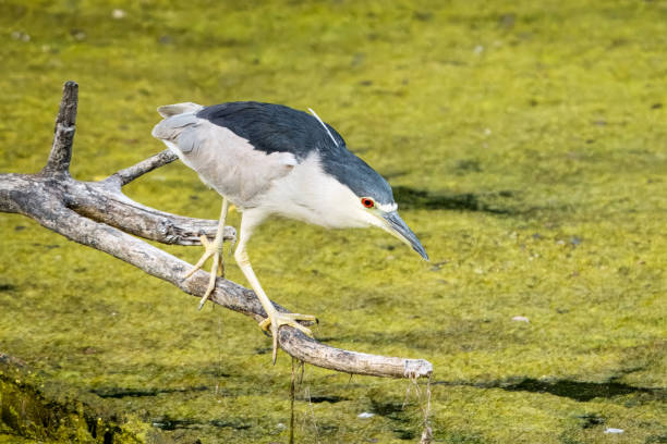 Black-crowned night heron walking careflully and deliberately as it stalks its prey over pond