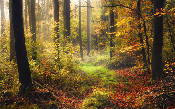 Fairytale mood in a misty forest