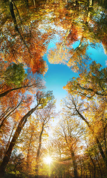 istock Gorgeous canopy vertical panorama, forest in autumn 1698862835