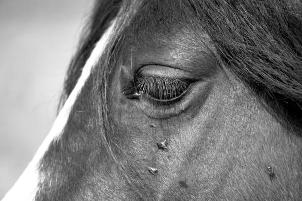 istock Horses head and eyes, close up shot 1698869941