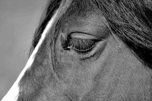 istock Horses head and eyes, close up shot 1698871090