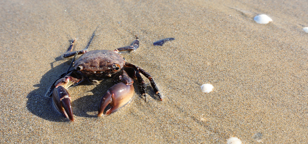 camouflaged crab with big claws in the sand of the beach