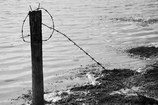 Black and white image of wooden posts and barbed wire in a lake intended to keep animals from wandering into deeper water at Kenfig Nature Reserve, Bridgend.