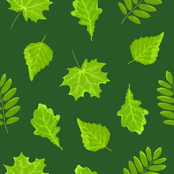 Vector illustration of Bright green summer leaves of oak, maple, birch and mountain ash on a green or bright dark green background. Seamless pattern. Printing on fabric, packaging and wrapping paper. Vector illustration.
