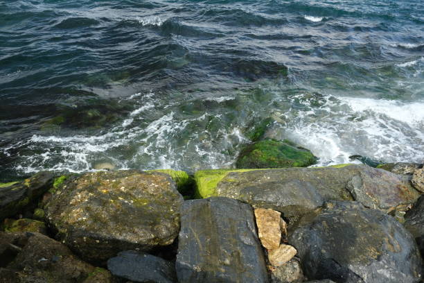 waves and stones in green algae in the Bosphorus Strait Istanbul