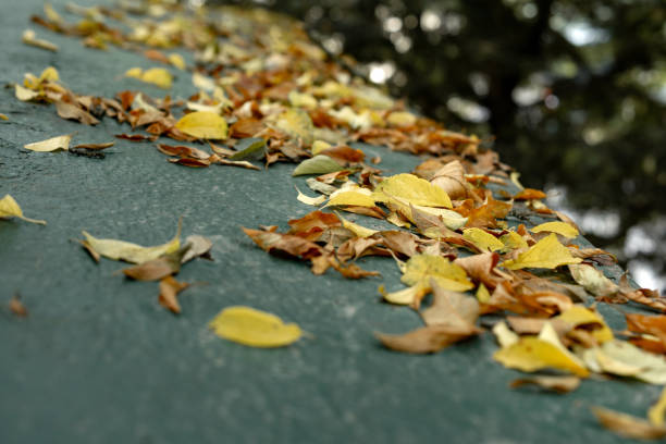 istock Yellow autumn fallen leaves on a roof 1698883143