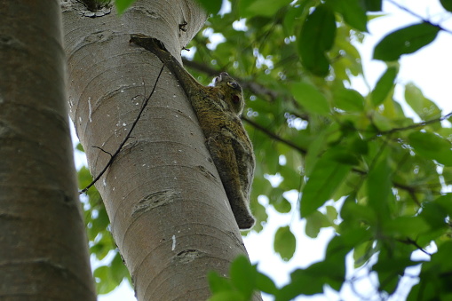 Sunda Flying Lemur (Galeopterus variegatus) with green foliage background.