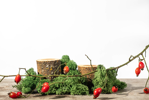 natural style. Wooden saw cuts, two podiums with green moss isolated and rosehip branch with red berrieson a white background. Still life for the presentation of products