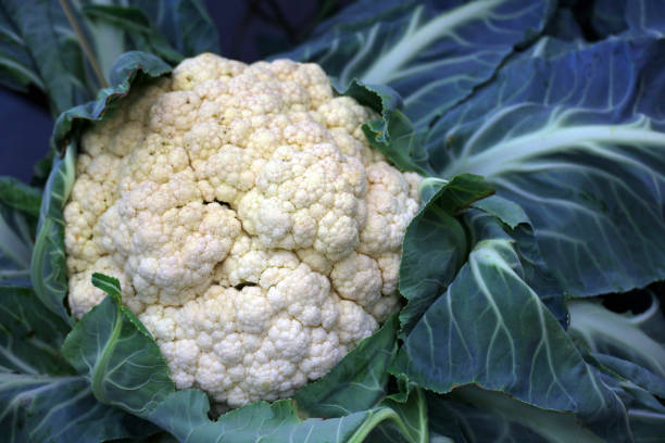 istock fresh cauliflower in the garden, 1698903435