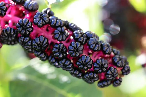 Ripe black berry.