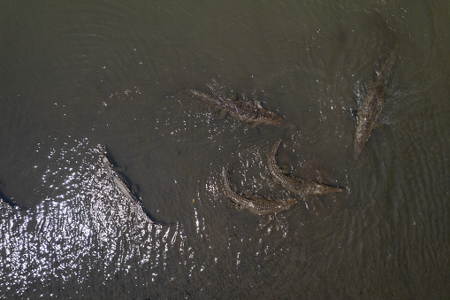 Beautiful aerial View of the Tarcoles river and bridge, with lots of crocodiles and alligators in Costa Rica