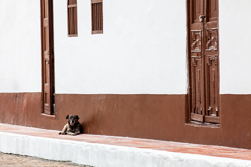 Sweet brown dog at the streets of the beautiful small town of Tibasosa in the region of Boyaca in Colombia