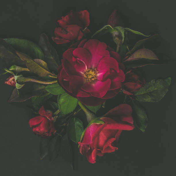 istock red rose decoration, greeting or postcard 1698925282