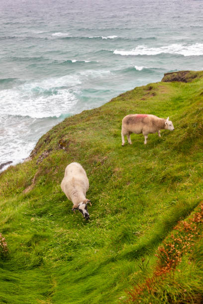 istock Sheeps over the Cliffs with beach and waves in Coumeenoole beach 1698925299