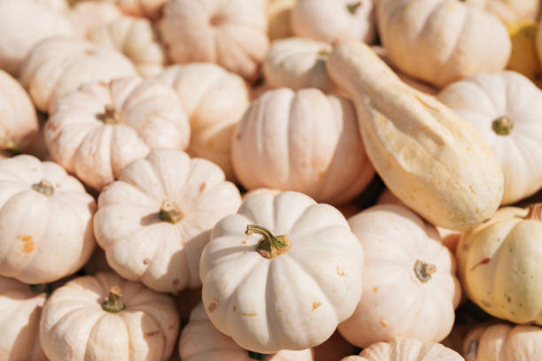 istock Organic background - Baby Boo pumpkins 1698949161