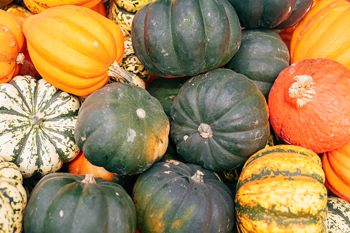 Organic background - a variety of Squash Acorn