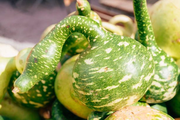 Many Swan Gourds placed on a traditional market