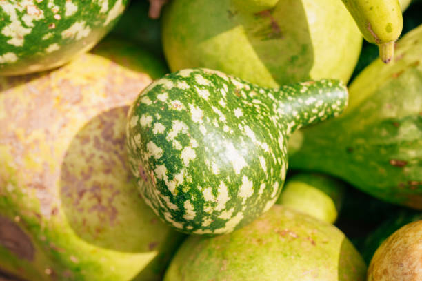 istock Green Swan Gourd on market 1698949746