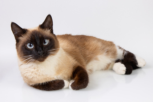 high angle view of a siamese cat laying on brown background floor looking up at camera