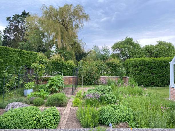 istock An English Herb Garden 1698956460