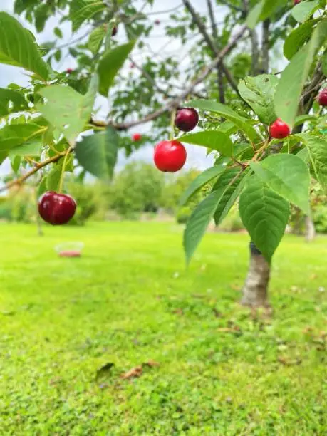 Morello Cherries Hanging on a Tree Branch