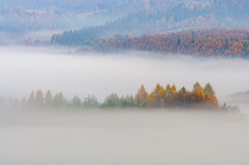 Autumn trees covered with yellow leaves illuminated by the sun shrouded in morning fog.