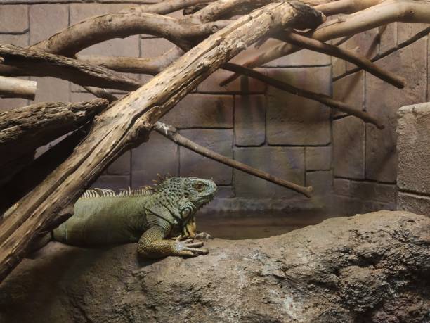istock Iguana kept in a zoo in Turkey 1698976550