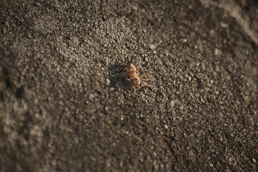 The spider camouflage. Small spider perched on an old cemented wall