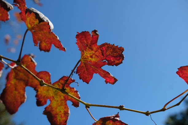Red Autumn Leaves with blue sky