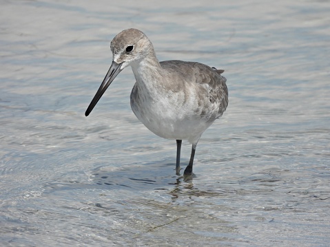 Willet - profile
