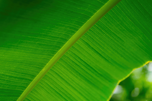 a large green tropical leaf in selective focus