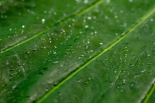 una gran hoja tropical con gotas de agua - water rainforest frond tropical climate fotografías e imágenes de stock