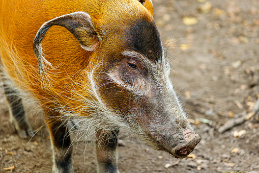 Portrait of adult red river hog, Potamochoerus porcus bushpig