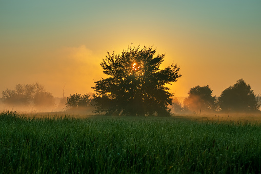 The sun rises behind a tree in a meadow with fog. Picturesque nature landscape of forest-steppe with clear sky. Warm sunlight in the morning in summer