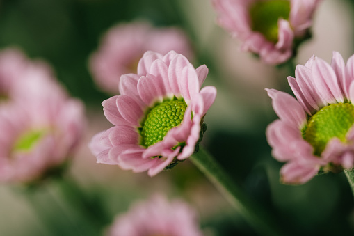 Close-up shoot of a flower