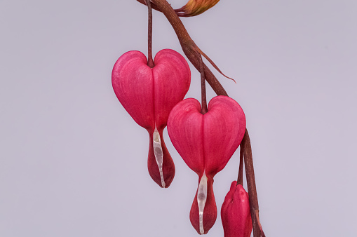 A very close view of the flower of the  Bleeding Heart.