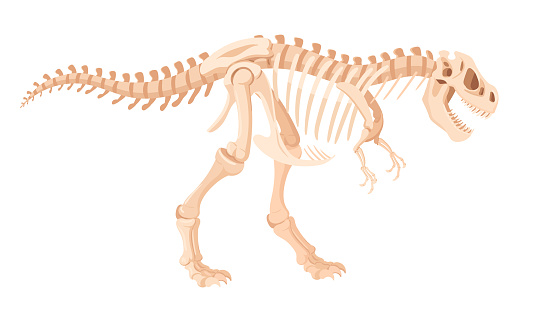 Dino skeleton. Cartoon archaeological dinosaur fossil bones. Jurassic tyrannosaurus raptor flat vector illustration. Ancient fossil skeleton