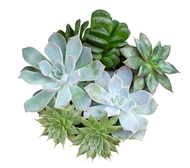 istock Succulents plants arrangement isolated on white background 1699018870