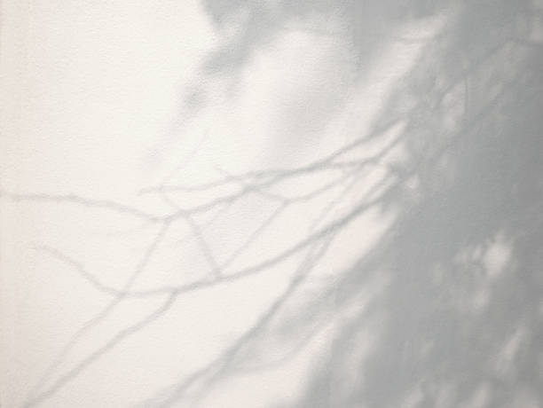 istock Abstract shadow of leaves on concrete wall background 1699019398
