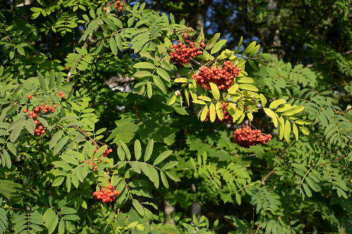 Rowan (Sorbus Aucuparia or Mountain-Ash) with Ripe Red Berries