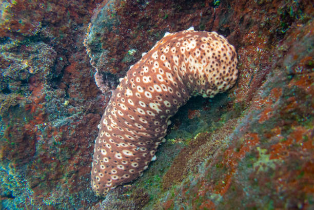 Holothuria sanctori - Playa de los Cancajos, La Palma. Canary islands underwater sealife. sea cucumber in the genus Holothuria. Holothuria sanctori holothuria stock pictures, royalty-free photos & images