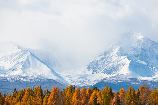 Snow-covered mountains and yellow autumn trees. Kurai steppe in Altai mountains, Siberia, Russia. View of North-Chuya ridge