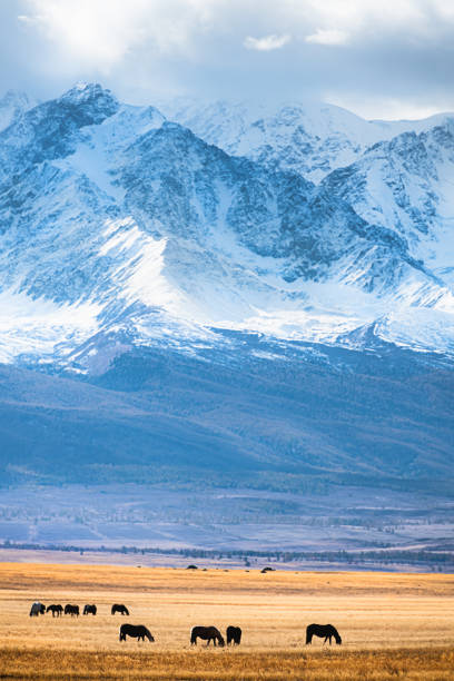 Horses grazing in the mountains at sunset. Altai, Russia. View of North-Chuya ridge Horses grazing in the mountains at sunset. Autumn landscape in Altai, Siberia, Russia. View of North-Chuya ridge with snow-covered mountain peaks western siberia stock pictures, royalty-free photos & images