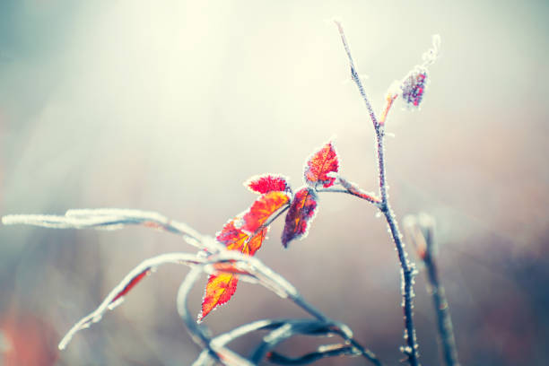 Frost-covered trees with red leaves in autumn forest. Macro image, shallow depth of field. Autumn nature background