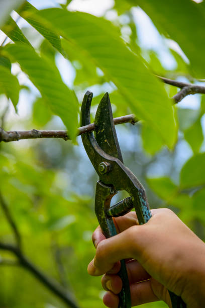 木ばさみで木の枝を剪定する - chameleon africa rainforest leaf ストックフォトと画像