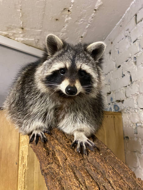 istock A funny raccoon sitting on a tree 1699047581