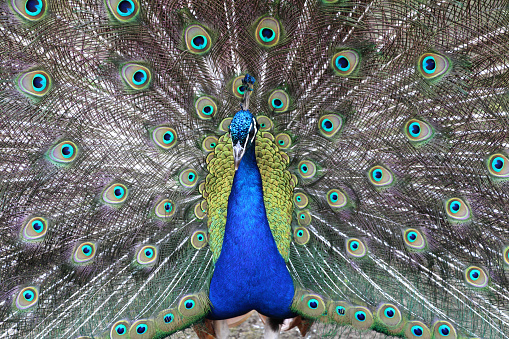 Peacock, peafowl with open tail, beautiful representative exemplar of male peacock in great metalic colors