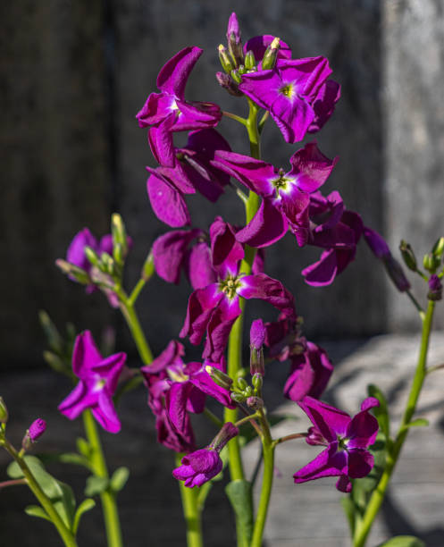 Purple stock flowers stock photo