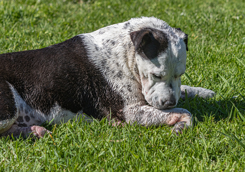 A black and white cross breed dog lies on the lawn as she licks herself following a bath. The dog's coat is wet. Her head is angles to allow her to reach one front leg. Her paw is turned to the side, shwoing the pads.