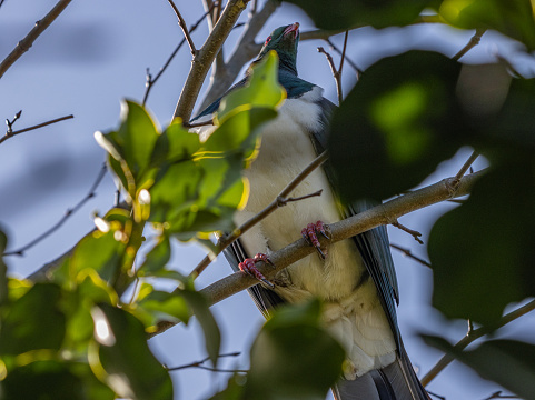 View looking up from beneath a tree to a large wood pigeon (Hemiphaga novaeseelandiae) perched above. The sun is shining on the bird, highlighting the crimson eye. The claws and beak are pale pink.